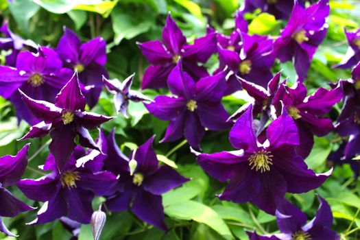 The Clematis flower is a hybrid plant in the Buttercup family and is a favorite of gardeners.