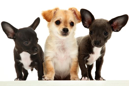 Group of three chihuahua puppies over white.