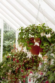 Rows of flowers for sale in a greenhouse