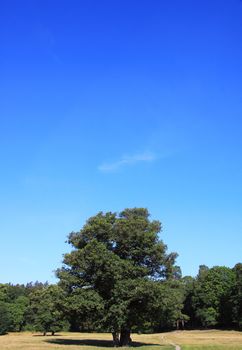 A large tree on a meadow, space for text