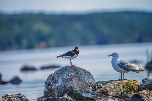 Five sea (in Norwegian Femsj��en) is a lake located in the municipality of Halden, Norway. My son and I were on a photo safari, hoping to get pictures of Osprey that breed in a tree on a small island in Five sea