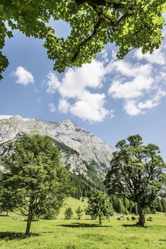 Trees and sunlight on a green meadow in the Alps of Austria in an area called Hinterriss, Eng