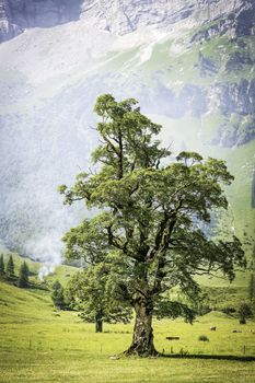 Tree in the Alps of Austria (in an area called Hinterriss, Eng) on a green meadow with smoke of a wild fire