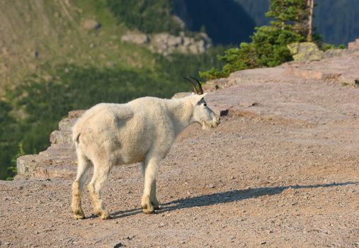 Mountain Goat (oreamnos americanus), Glacier National Park, Montana, US