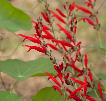 Red tube flowers of pineapple sage herb Salvia elegans fresh growing in organic garden