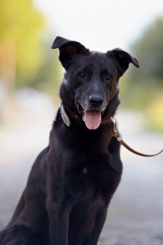 Portrait of a black dog. Not purebred dog. Doggie on walk. The large not purebred mongrel.
