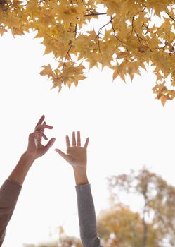 Young Couple Reaching for Gingko Leaves