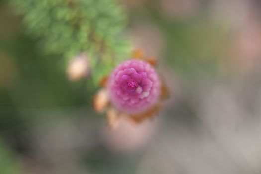 Macro picture of a Norwegian Spruce - shallow DOF