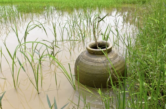 Farmers take the fish caught in the field.