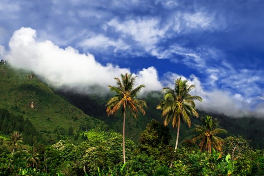 Palm Trees and Hill View. Samosir Island, Lake Toba, North Sumatra, Indonesia.