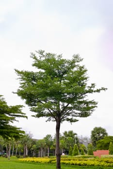 Tropical tree  on  background 