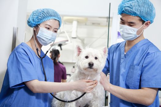 Veterinarians examining dog
