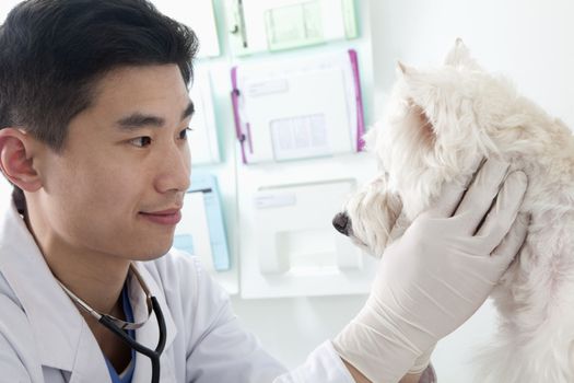 Veterinarian looking at dog in office