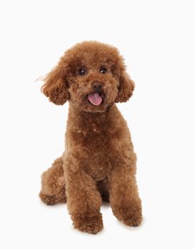 Portrait of Brown poodle, studio shot 