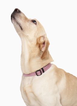 Dog Looking Up, studio shot 