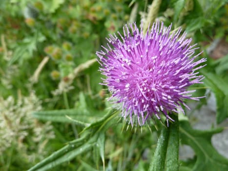 Purple thistle flower in bright sunlight