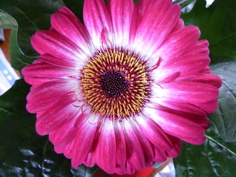 Pink gerbera daisy in bright light