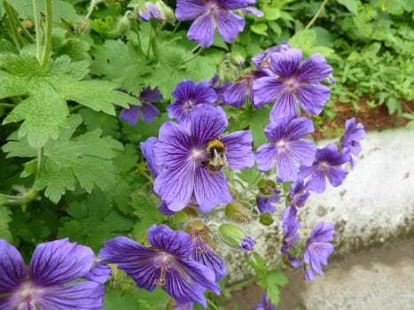 Bee feeding on a purple flower