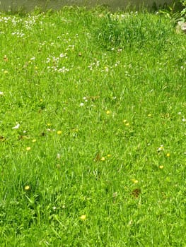 Bright green grassy field in sun light 