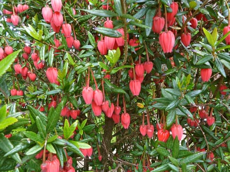 Red bell flowers on a bush
