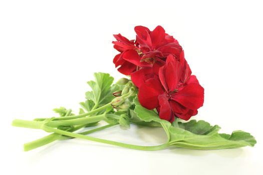 a geranium flower and leaves against a white background