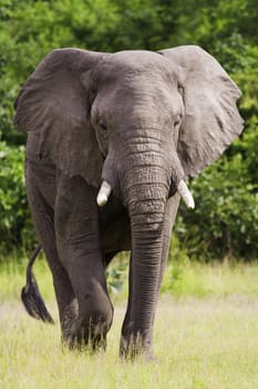 Wild African Elephant walking in the wilderness