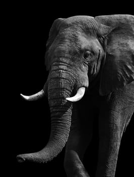 Artistic close up of an African elephant in black and white