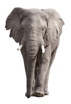 African Elephant isolated on a white background