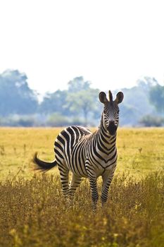 Wild Zebra in an African flood plain
