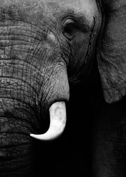 Artistic close up of an African elephant in black and white