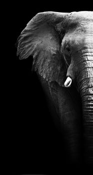 Artistic close up of an African elephant in black and white