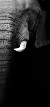 Artistic close up of an African elephant in black and white