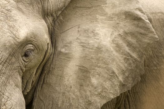 Close up detail of an African elephant eye and ear