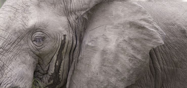 Close up detail of an African elephant eye and ear