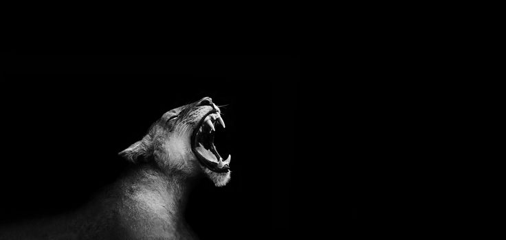 Artistic black and white image of a roarng lion