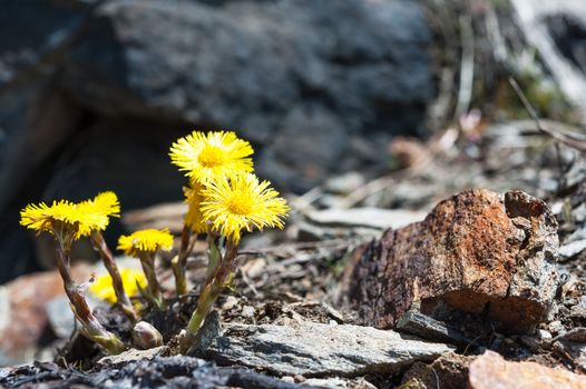 Spring flower coltsfoot on a background of stones