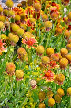 Orange echinacea flowers in final stages of blooming