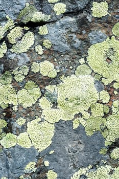 Colorful lichens on stone background, close-up