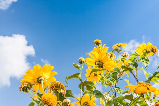 Yellow flowers against blue cloudy sky