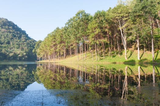 Natural Spruce Woodland in National Park Thailand.