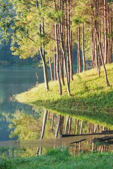 Natural Spruce Woodland in National Park Thailand.