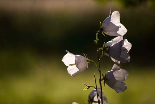 bellflowers
