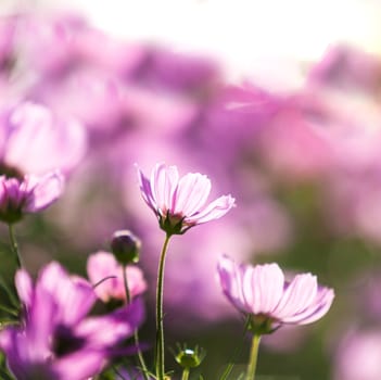 Blossom pink flower in a beautiful day.