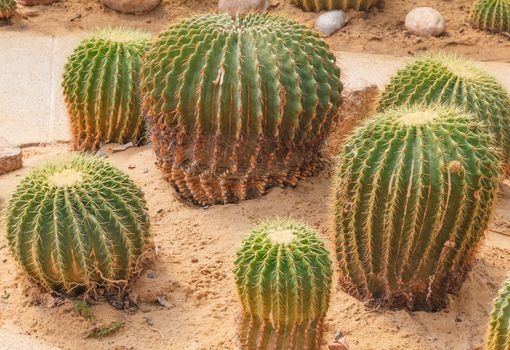 Detail of cactus growing in the garden.