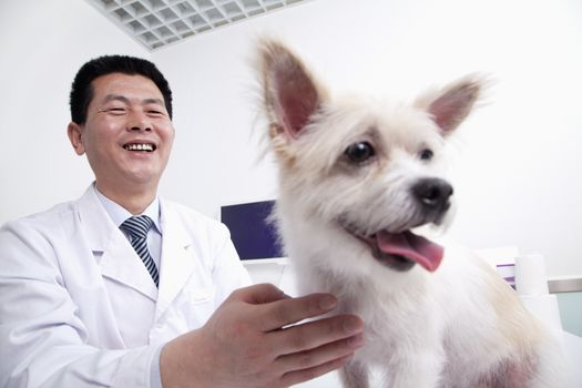 Dog in veterinarian's office