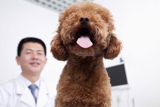 Dog in veterinarian's office