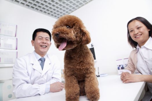 Woman with pet dog in veterinarian's office