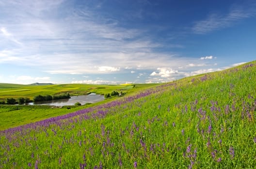 Green meadow with flowers and a lake in summer