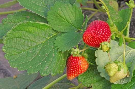Strawberry plant with green and red fruits