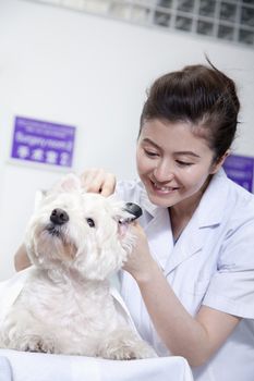 Dog in veterinarian's office